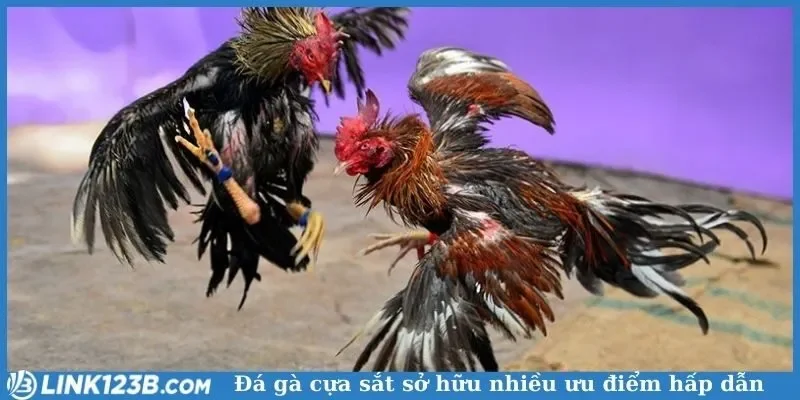 Đá gà đòn và gà cựa sắt có gì khác?