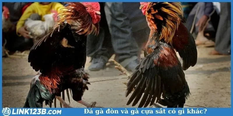 Đá gà cựa sắt sở hữu nhiều ưu điểm hấp dẫn