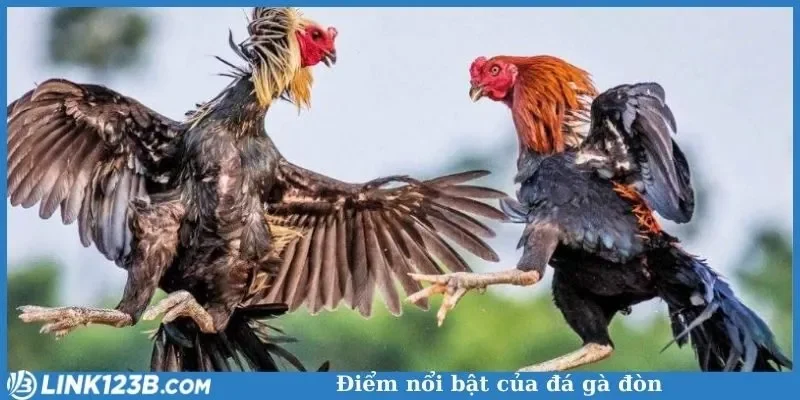 Điểm nổi bật của đá gà đòn