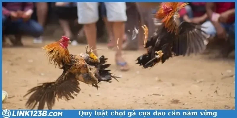 Quy luật chọi gà cựa dao cần nắm vững